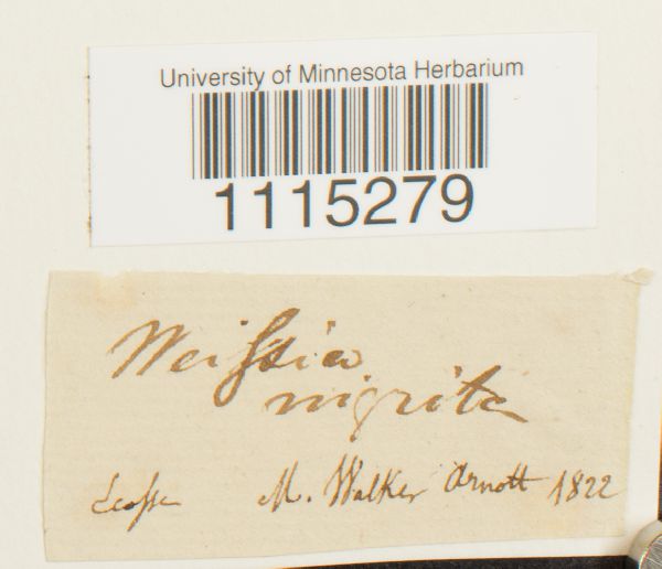 Catoscopium nigritum image