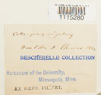 Catoscopium nigritum image