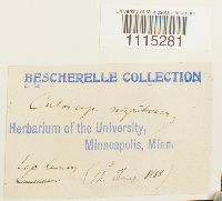 Catoscopium nigritum image