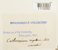 Catoscopium nigritum image