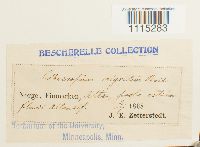 Catoscopium nigritum image