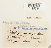 Catoscopium nigritum image