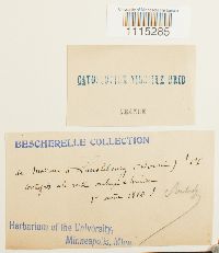 Catoscopium nigritum image