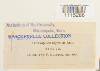 Catoscopium nigritum image