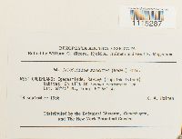 Catoscopium nigritum image