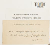 Catoscopium nigritum image