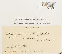 Catoscopium nigritum image