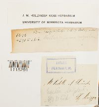 Catoscopium nigritum image