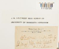 Catoscopium nigritum image