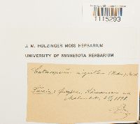 Catoscopium nigritum image