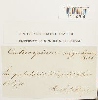 Catoscopium nigritum image