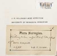 Catoscopium nigritum image