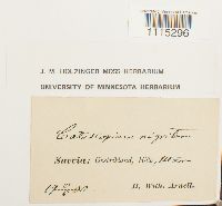 Catoscopium nigritum image