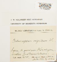 Catoscopium nigritum image