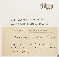 Catoscopium nigritum image