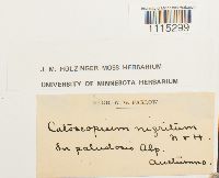 Catoscopium nigritum image