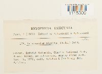 Catoscopium nigritum image