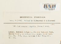 Catoscopium nigritum image