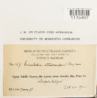 Media resource of Ceratodon stenocarpus