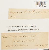 Ceratodon purpureus var. purpureus image