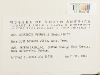 Ceratodon purpureus image