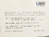 Ceratodon purpureus image