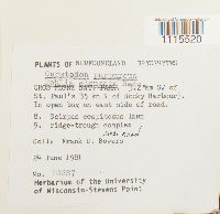 Ceratodon purpureus image