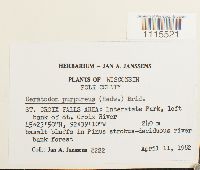 Ceratodon purpureus image