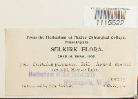 Ceratodon purpureus image