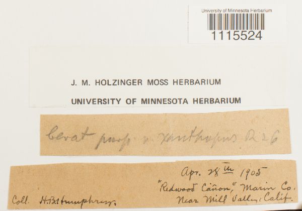 Ceratodon purpureus var. purpureus image