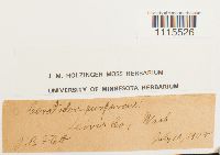 Ceratodon purpureus image