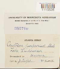 Ceratodon purpureus image