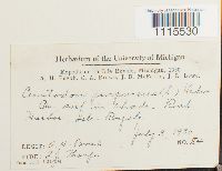 Ceratodon purpureus image