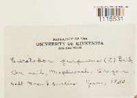 Ceratodon purpureus image