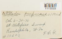 Ceratodon purpureus image