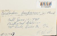 Ceratodon purpureus image