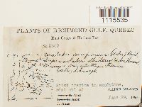 Ceratodon purpureus image