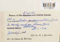 Ceratodon purpureus image