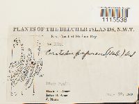 Ceratodon purpureus image