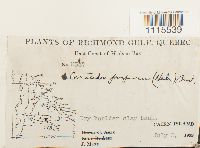 Ceratodon purpureus image