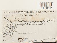 Ceratodon purpureus image