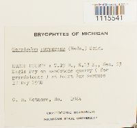 Ceratodon purpureus image