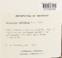 Ceratodon purpureus image