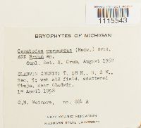 Ceratodon purpureus image