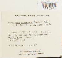 Ceratodon purpureus image