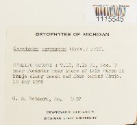 Ceratodon purpureus image