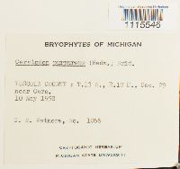 Ceratodon purpureus image