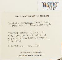 Ceratodon purpureus image