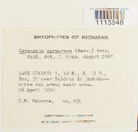 Ceratodon purpureus image