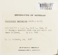 Ceratodon purpureus image